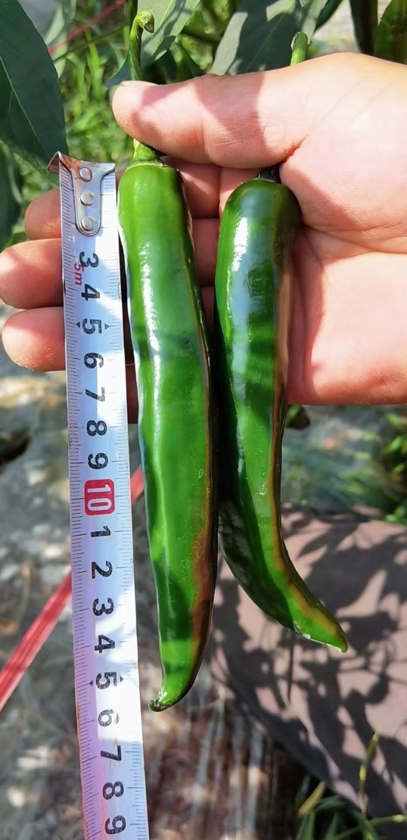 贵州青椒3号，8号，价格美丽，量大。