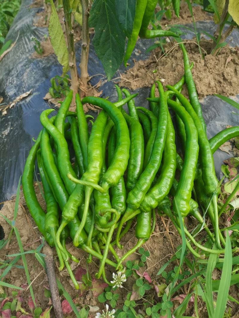 贵州青椒3号，8号，价格美丽，量大。