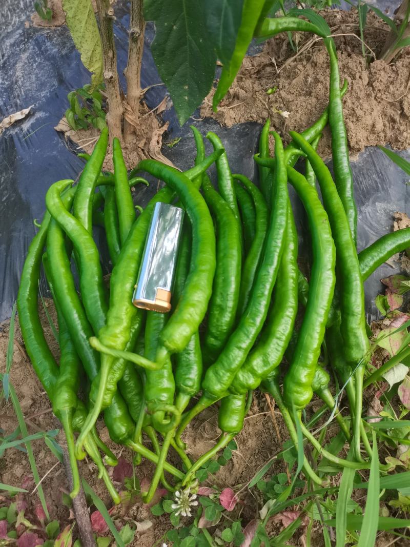 贵州青椒3号，8号，价格美丽，量大。