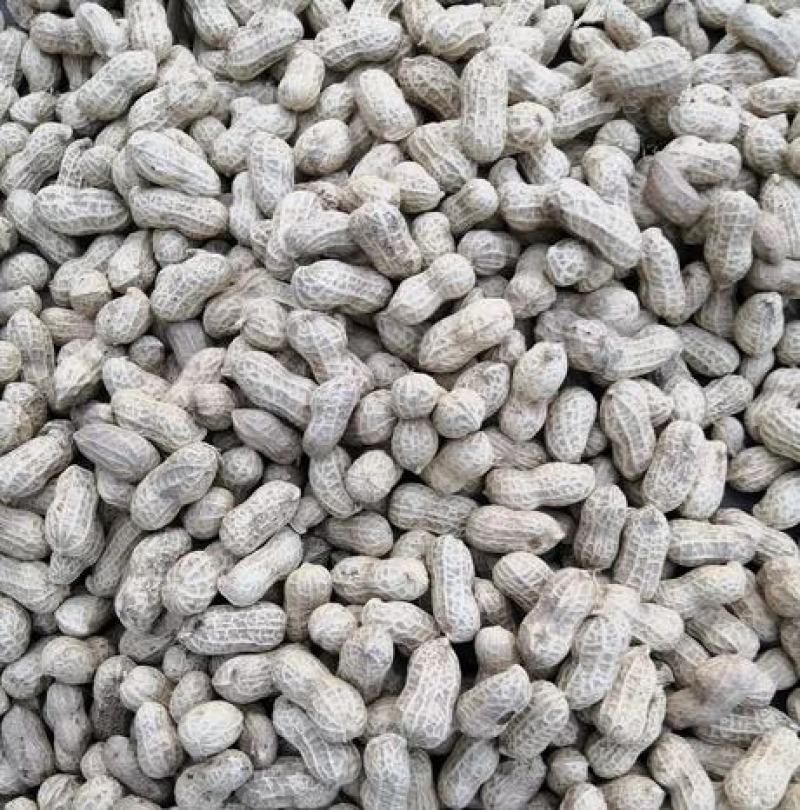 大量供应大白沙四粒红鲜花生，产地直发，量大从优
