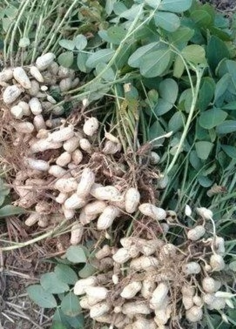 大量供应大白沙四粒红鲜花生，产地直发，量大从优