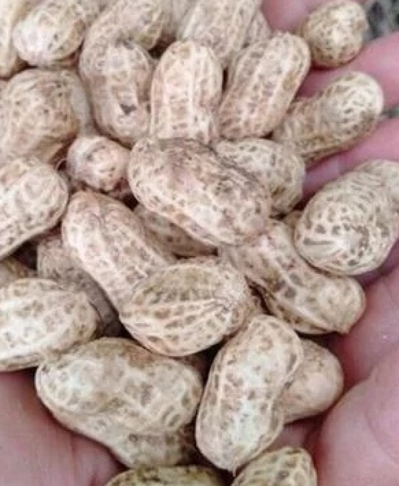大量供应大白沙四粒红鲜花生，产地直发，量大从优