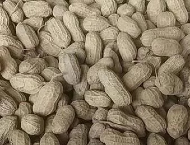 大量供应大白沙四粒红鲜花生，产地直发，量大从优