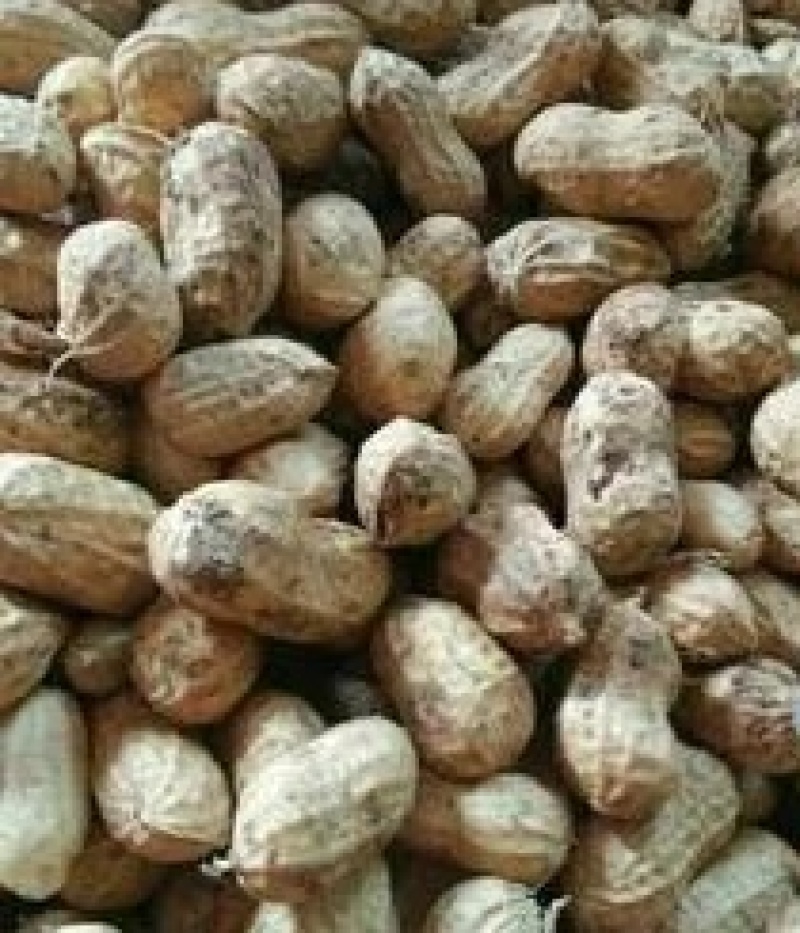 大量供应大白沙四粒红鲜花生，产地直发，量大从优