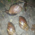 非洲蜗牛