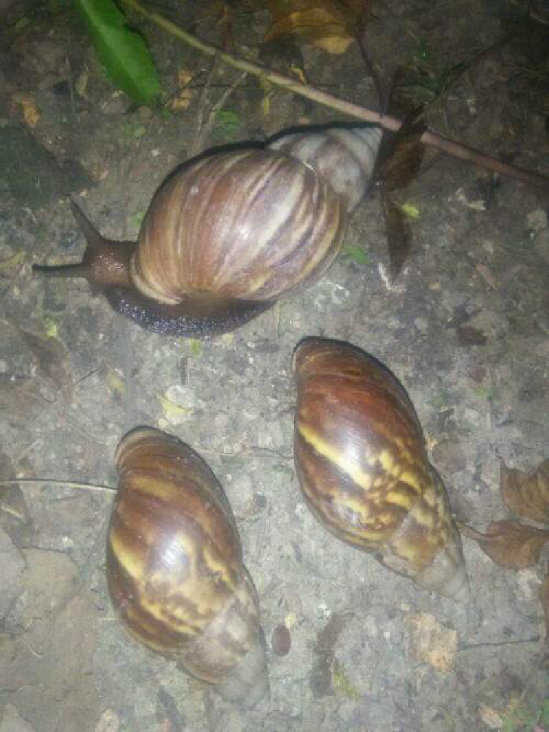 非洲蜗牛