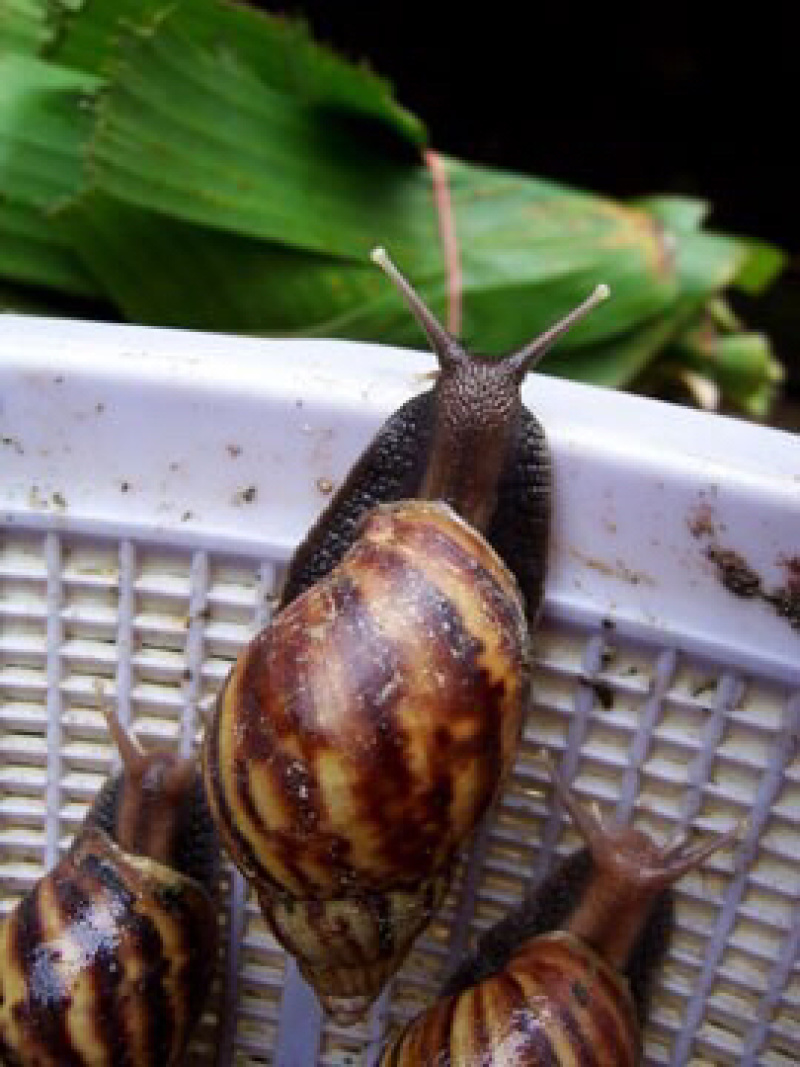 非洲蜗牛