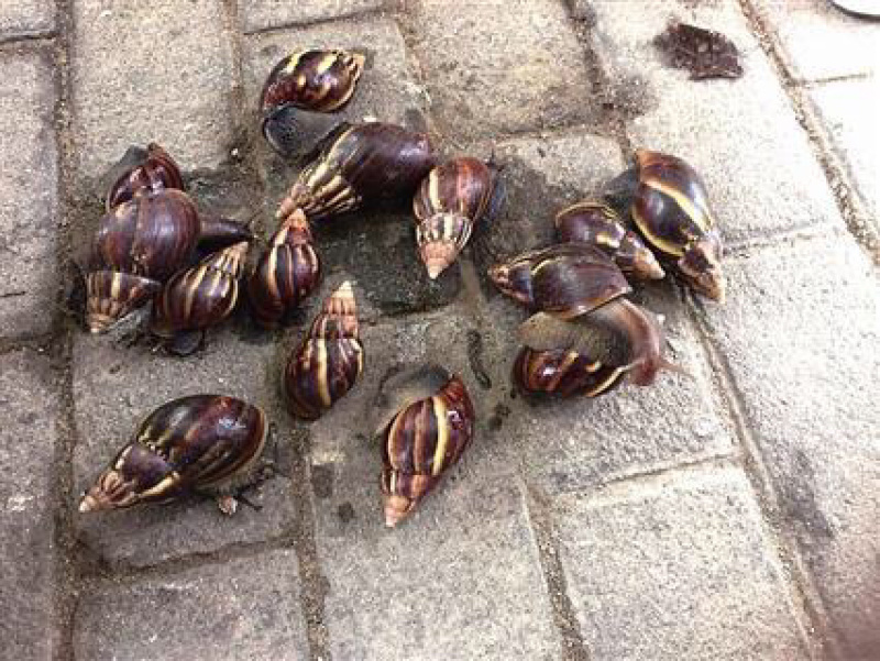 非洲蜗牛