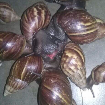 非洲蜗牛
