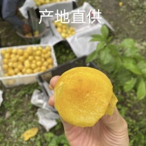 汉源冰糖李大量上市，个头吃味都是很好，有需要的老板滴滴