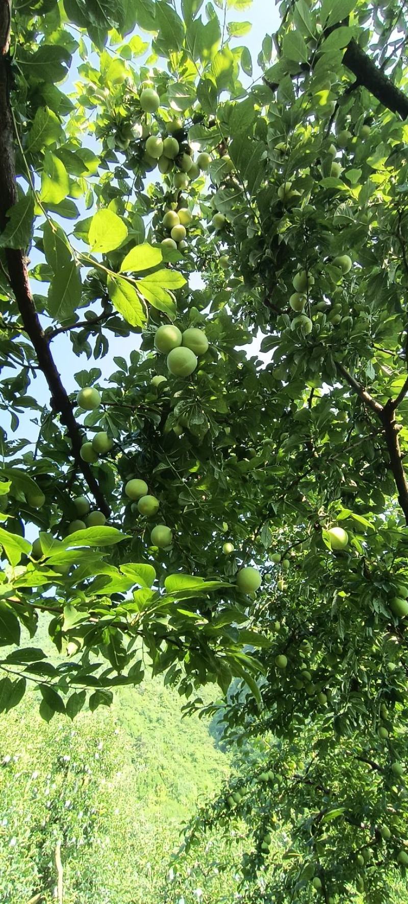汉源冰糖李大量上市，个头吃味都是很好，有需要的老板滴滴