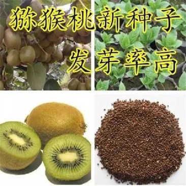 猕猴桃种子四季播种猕猴桃树苗庭院种植水果种子四季易种可食