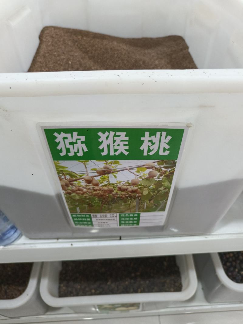 猕猴桃种子四季播种猕猴桃树苗庭院种植水果种子四季易种可食