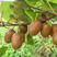 猕猴桃种子四季播种猕猴桃树苗庭院种植水果种子四季易种可食