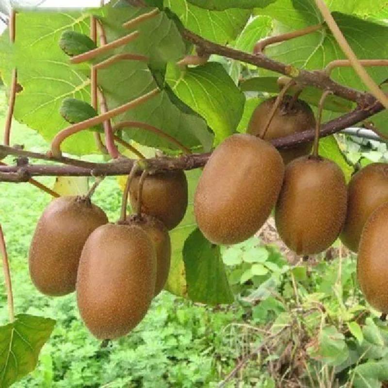 猕猴桃种子四季播种猕猴桃树苗庭院种植水果种子四季易种可食