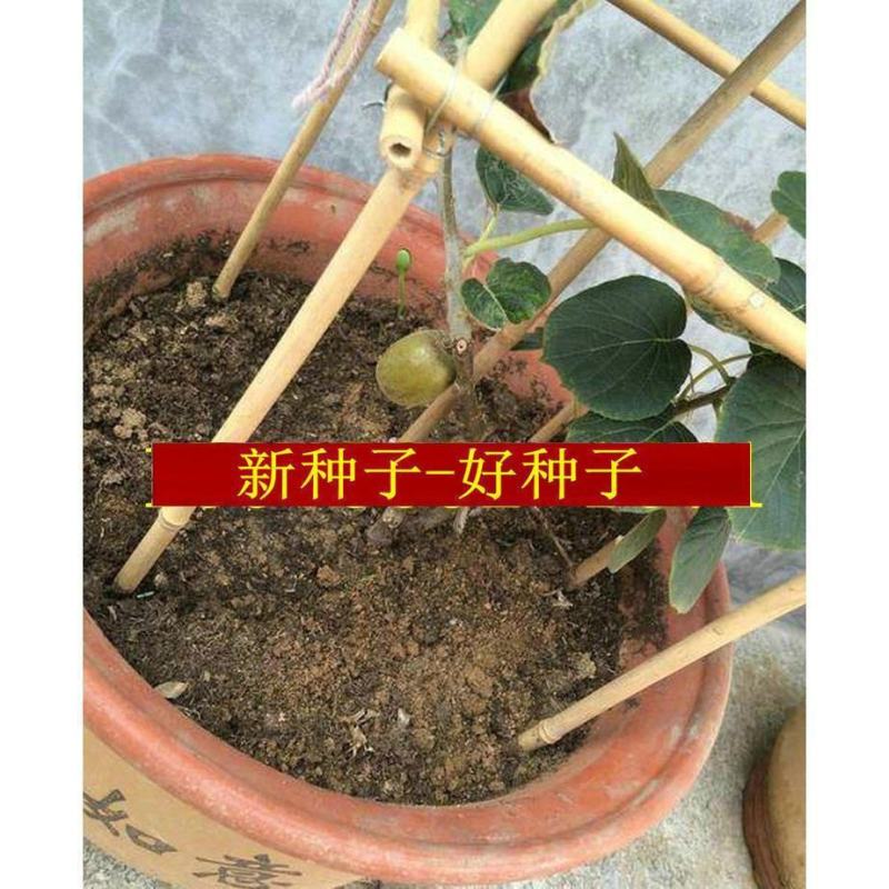 猕猴桃种子四季播种猕猴桃树苗庭院种植水果种子四季易种可食