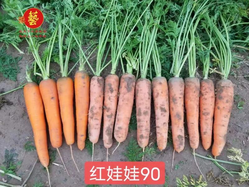 豫艺红娃娃胡萝卜种子红心芯抗病高产型三红胡萝卜籽300克