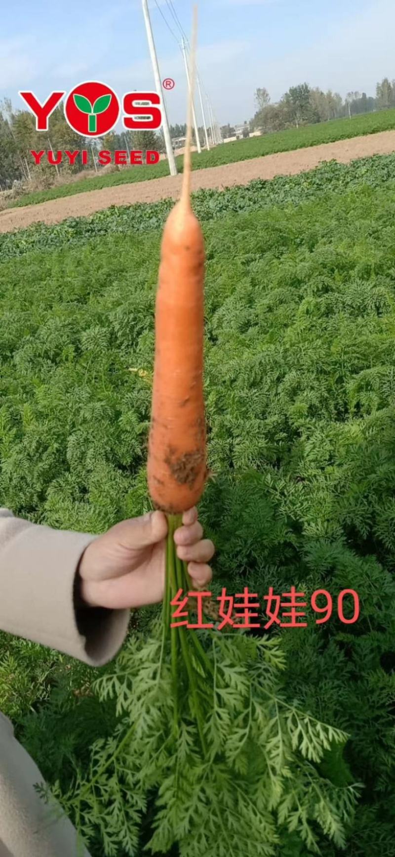 豫艺红娃娃胡萝卜种子红心芯抗病高产型三红胡萝卜籽300克