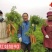 豫艺红娃娃胡萝卜种子红心芯抗病高产型三红胡萝卜籽300克