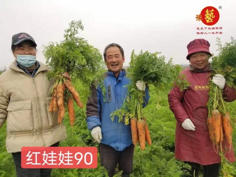 豫艺红娃娃胡萝卜种子红心芯抗病高产型三红胡萝卜籽300克
