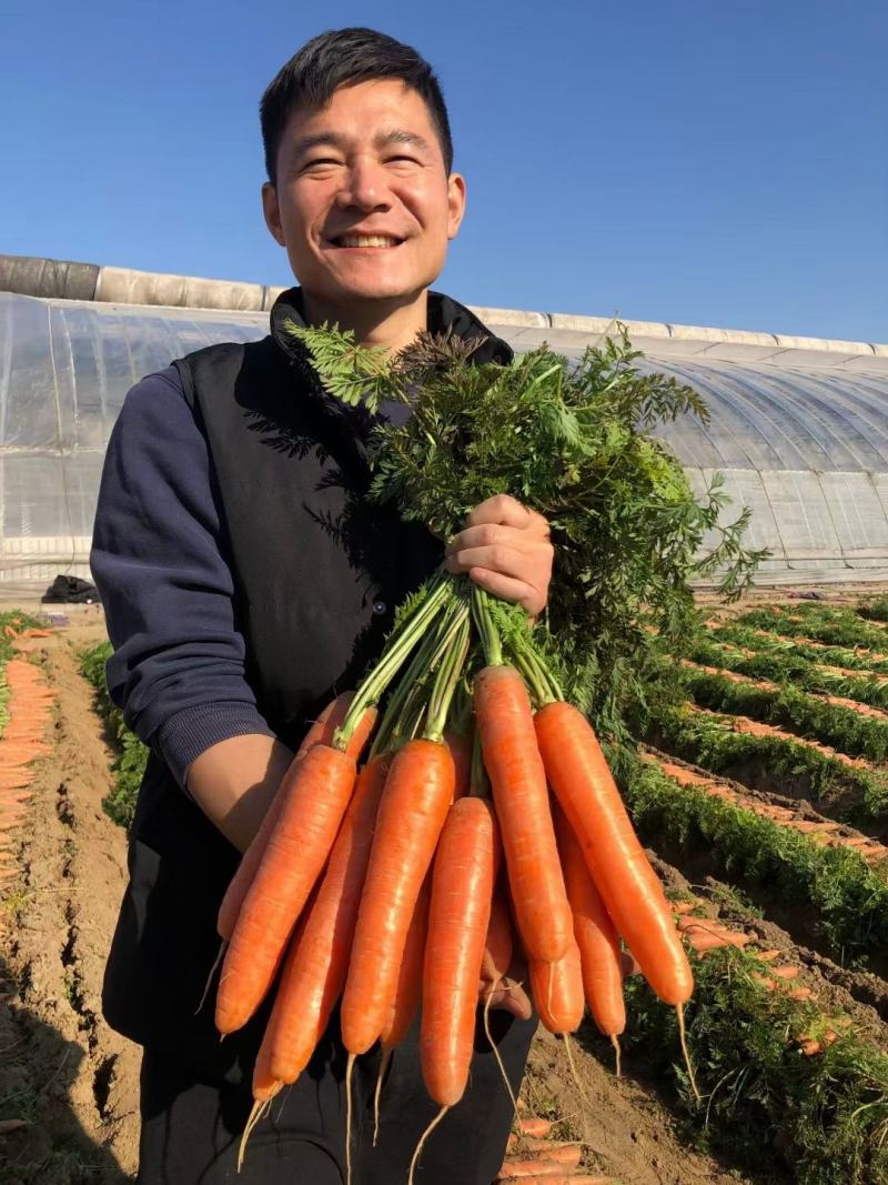 豫艺红娃娃胡萝卜种子红心芯抗病高产型三红胡萝卜籽300克