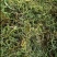 化石草化石草中药材干净无杂质量大从优