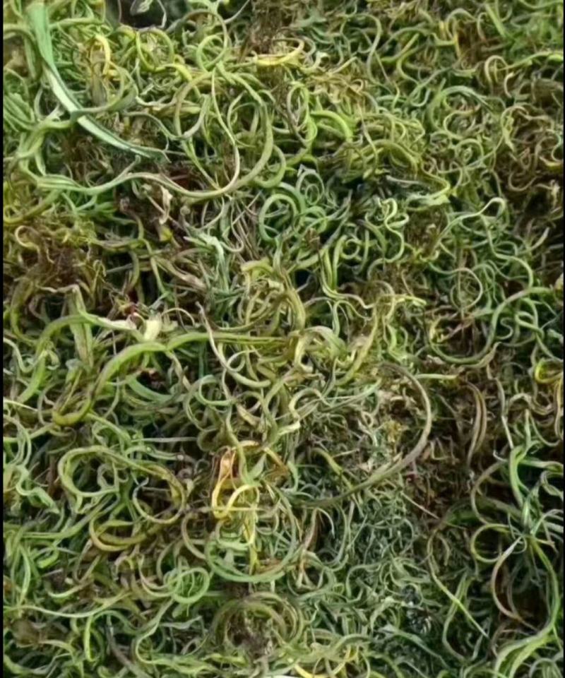 化石草化石草中药材干净无杂质量大从优