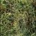 化石草化石草中药材干净无杂质量大从优
