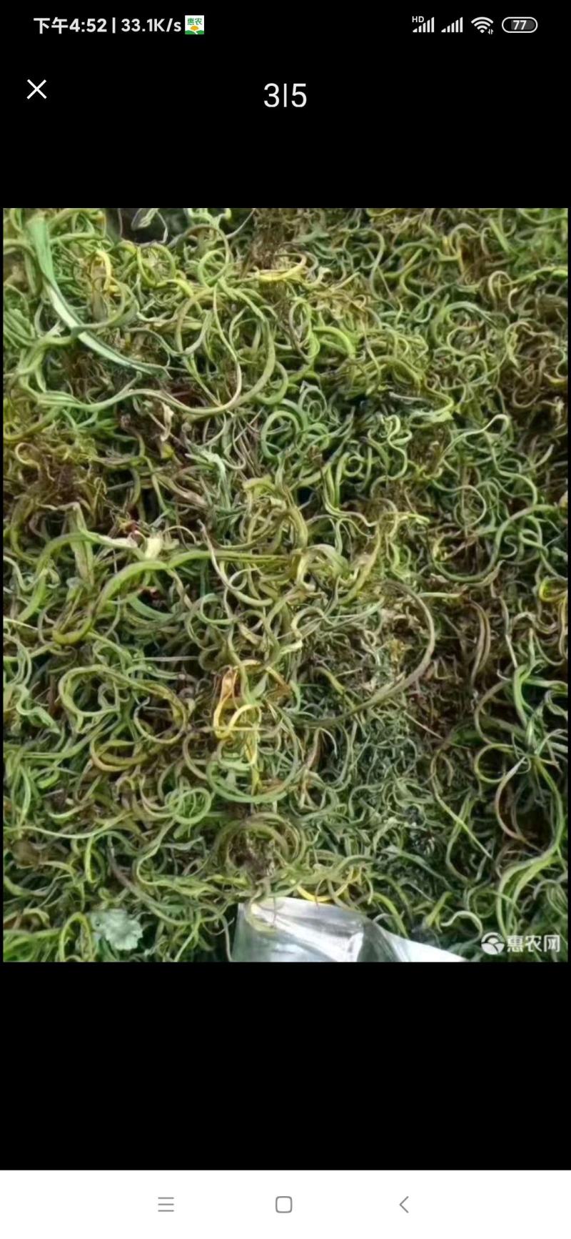 化石草化石草中药材干净无杂质量大从优
