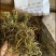 化石草化石草中药材干净无杂质量大从优