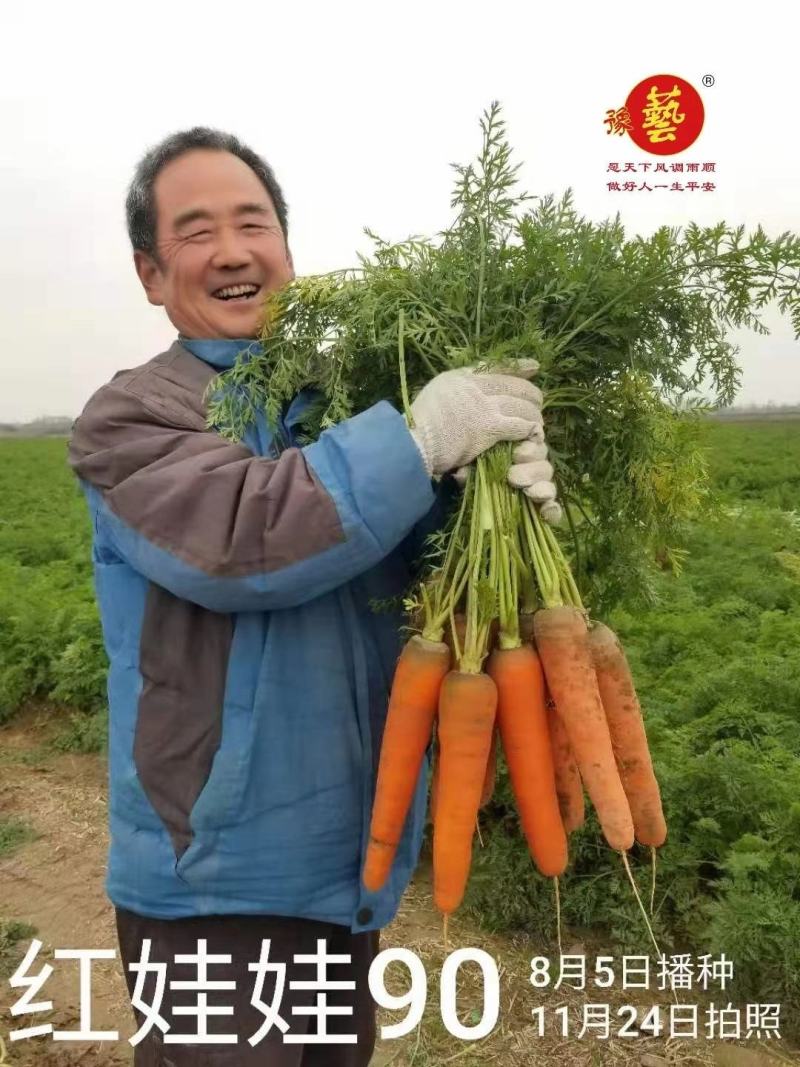 豫艺红娃娃胡萝卜种子红心芯抗病高产型三红胡萝卜籽300克