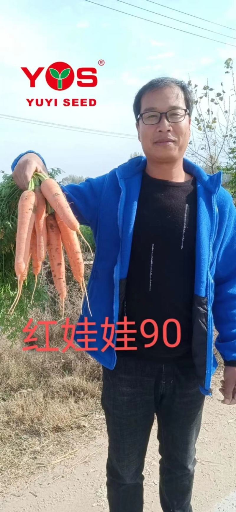 豫艺红娃娃胡萝卜种子红心芯抗病高产型三红胡萝卜籽300克
