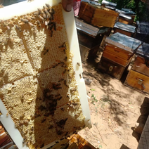 优质蜂巢蜜，盒蜜寻购买商
