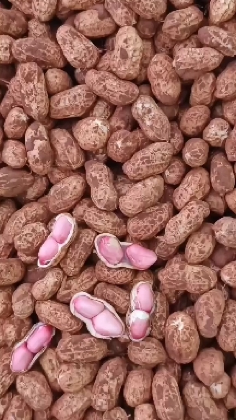大白沙，小白沙，红花生