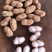 大白沙，小白沙，红花生