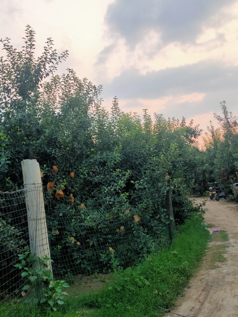 华硕苹果