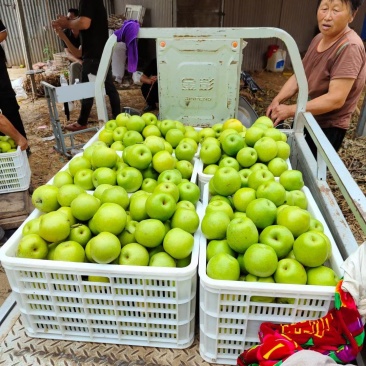 精品皇冠梨，皮薄肉厚，质量上乘。半斤起步，大量供货！