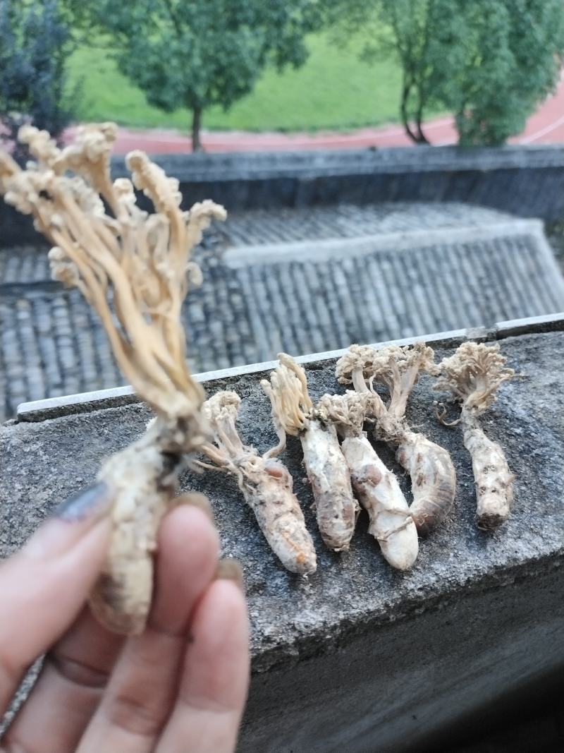 纯野生金蝉花