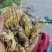 纯野生金蝉花