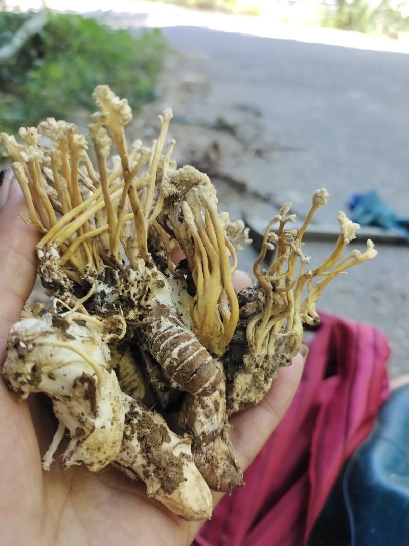 纯野生金蝉花