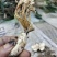 纯野生金蝉花