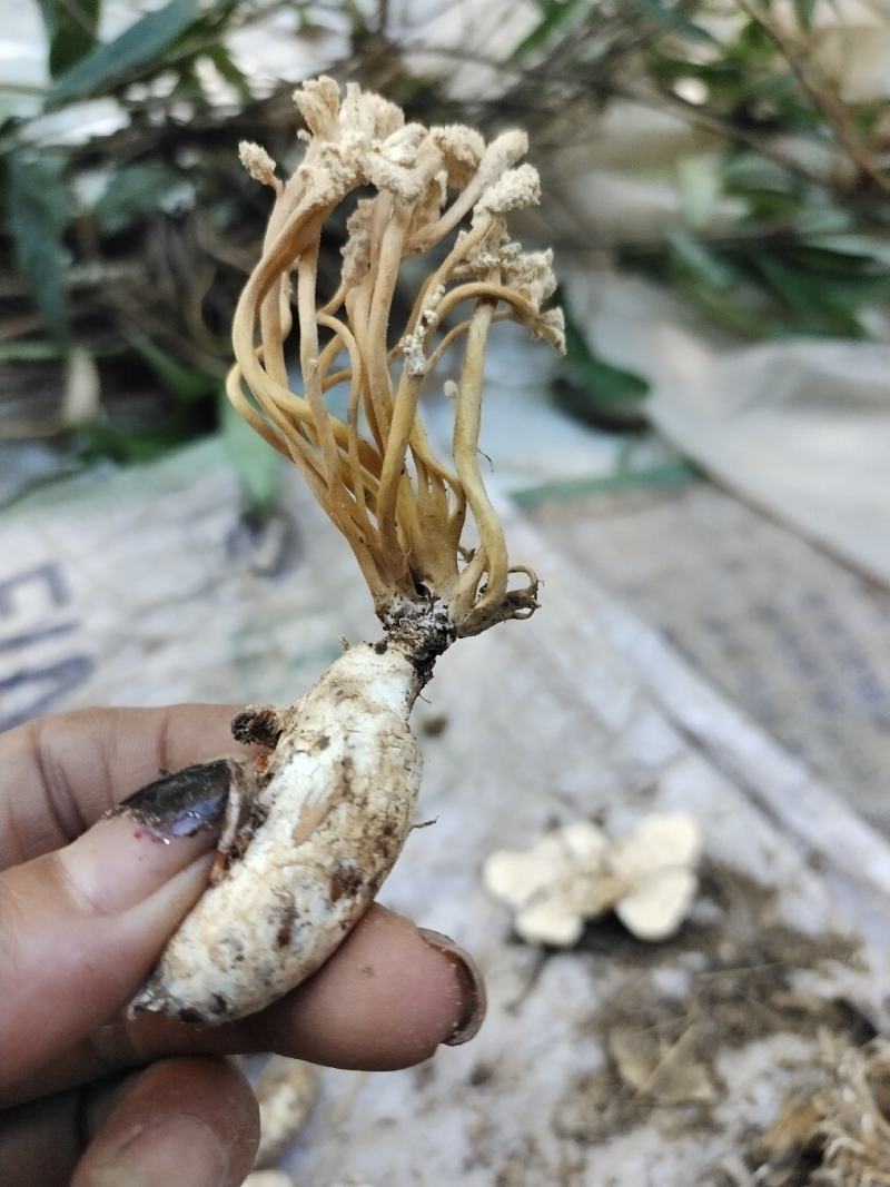 纯野生金蝉花