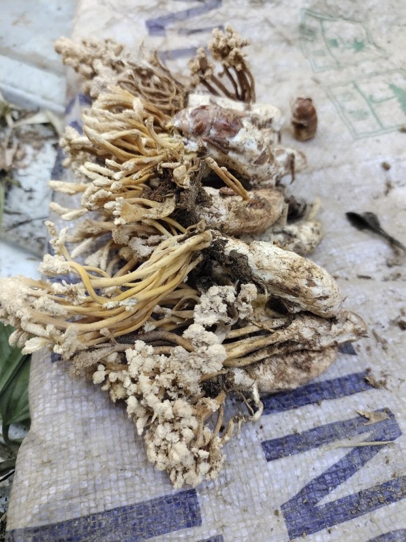 纯野生金蝉花