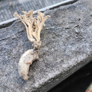 纯野生金蝉花