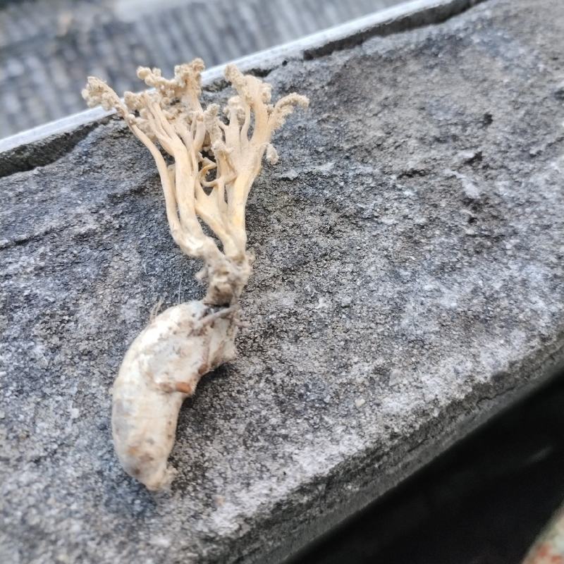 纯野生金蝉花