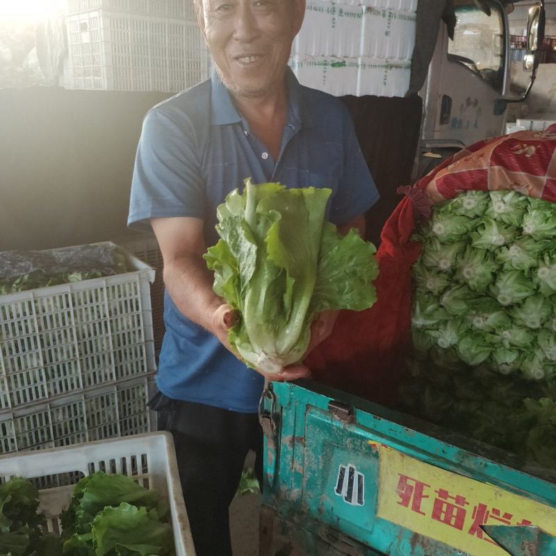 意大利生菜，生菜球，大叶生菜。各种蔬菜供应，品质好价格优