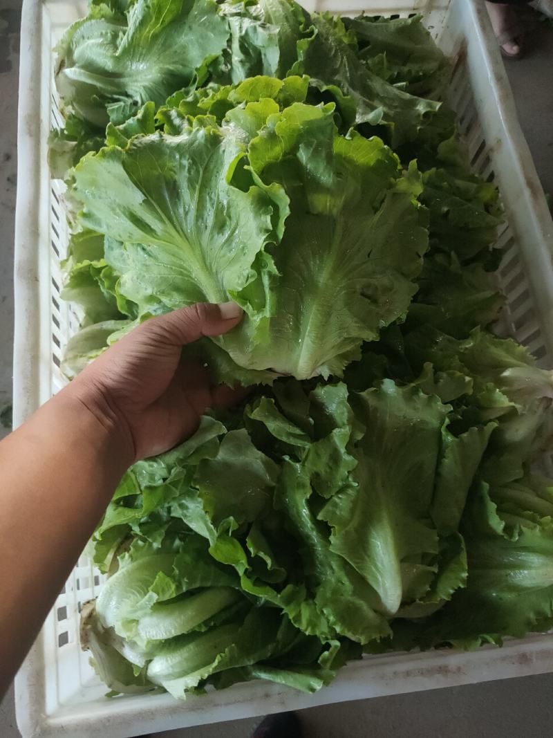 意大利生菜，生菜球，大叶生菜。各种蔬菜供应，品质好价格优