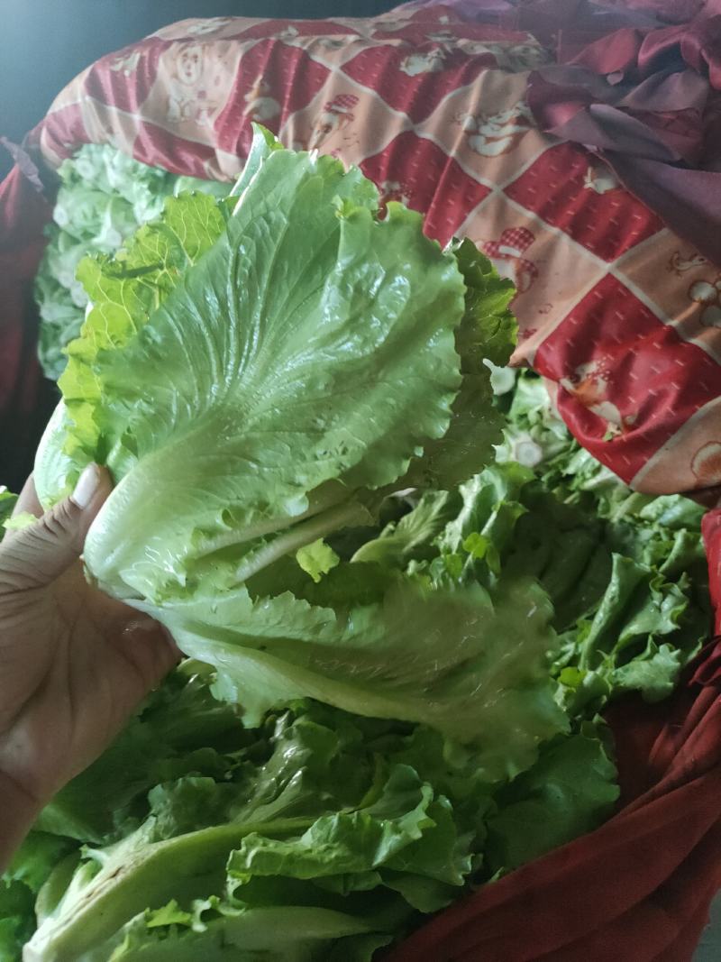 意大利生菜，生菜球，大叶生菜。各种蔬菜供应，品质好价格优