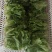 意大利生菜，生菜球，大叶生菜。各种蔬菜供应，品质好价格优