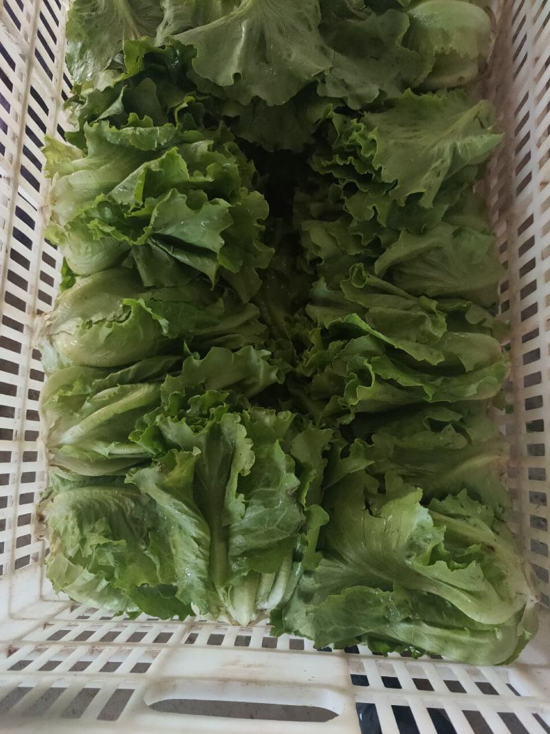 意大利生菜，生菜球，大叶生菜。各种蔬菜供应，品质好价格优